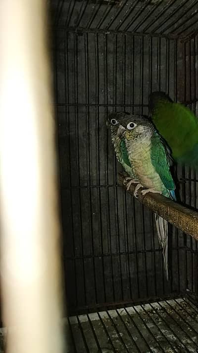 Blue Tourquies wf wc Blue cinnamon yellow sided Conure DNA Female