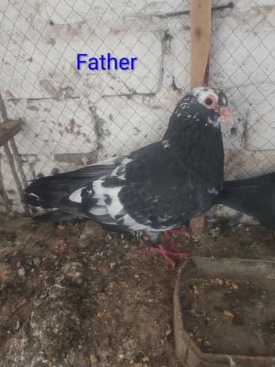 Top quality breeder pair Kachpre