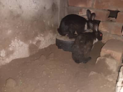 Black eye male and female for sale