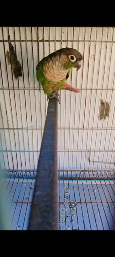 green chick Conor