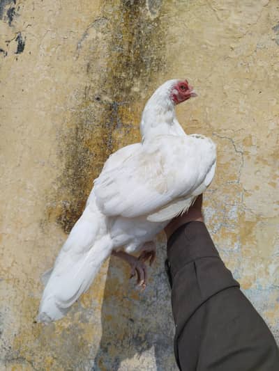 Heera Madi Available