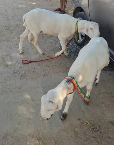 sheep pair