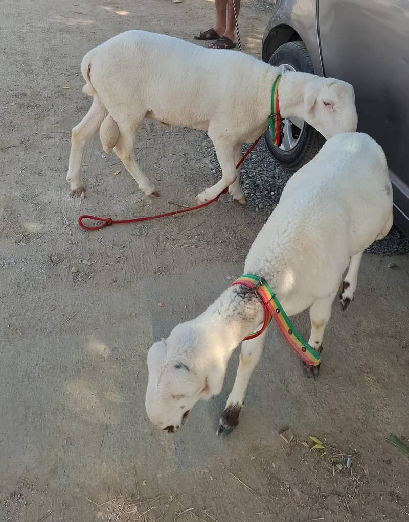 sheep pair 0
