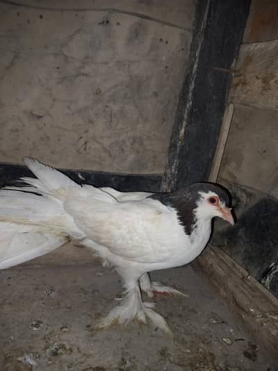 White and black fancy/pigeon