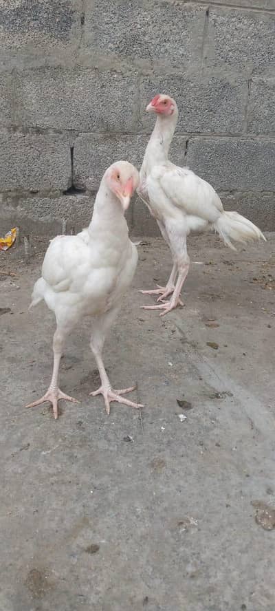 Heera