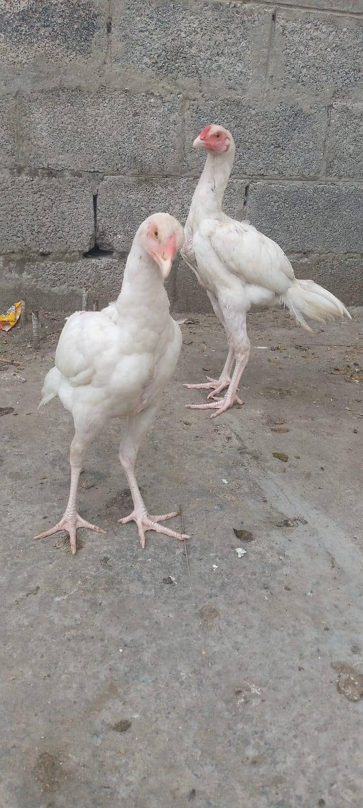 Heera 0