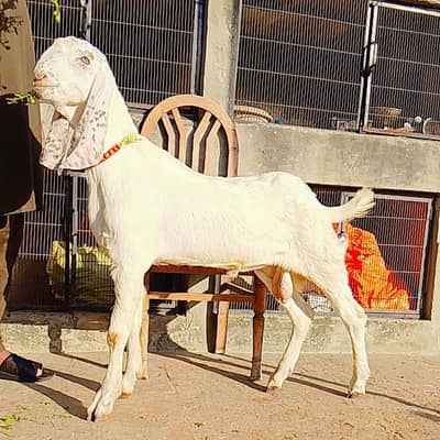 7 month rajanpuri bakra or kajla chatra dumba male female