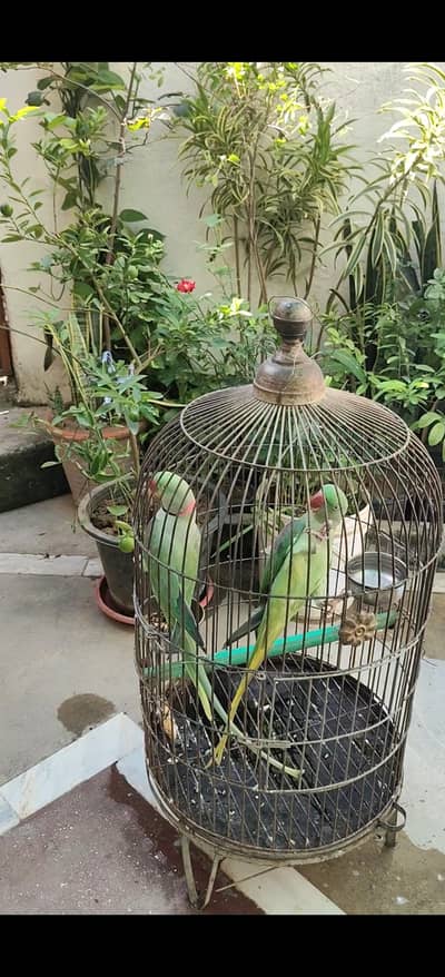jumbo king size Breeder pair with cage