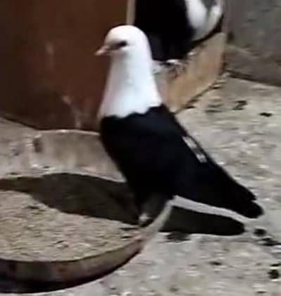 Karbalai breeders for Sale