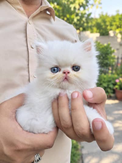 cats sale