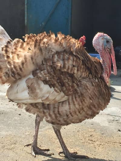 Turkey birds breeder pair & pathay