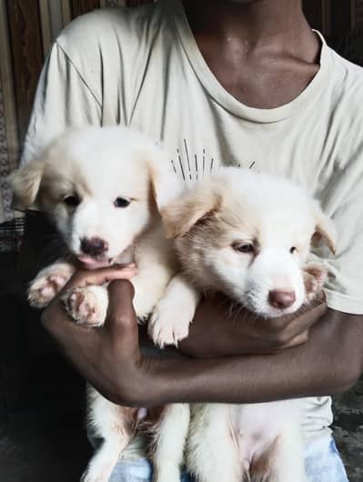 white fluffy puppy for sale -1 month