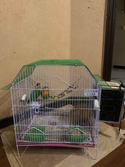 Breeder love birds pair with cage