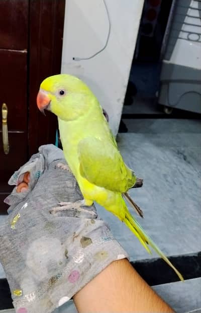 Hand Tame talking parrot