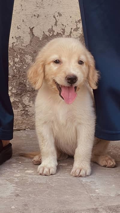 Golden Retriever Female Puppy for sale urgent
