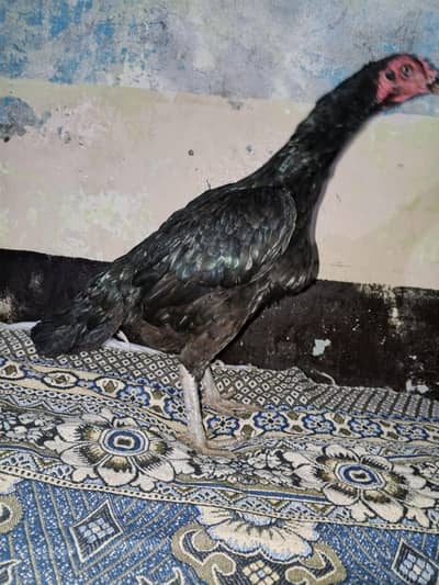 pakoyi madi