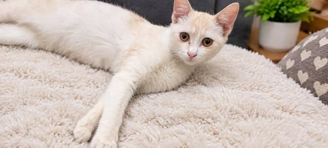 Persian cat