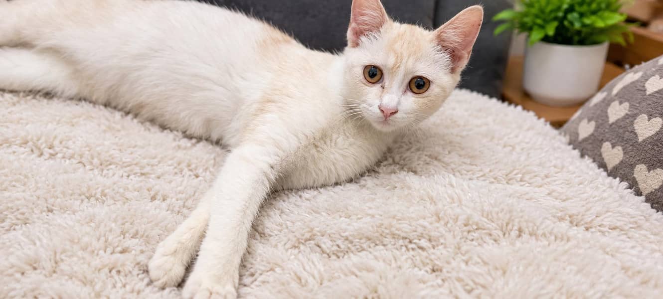 Persian cat 0