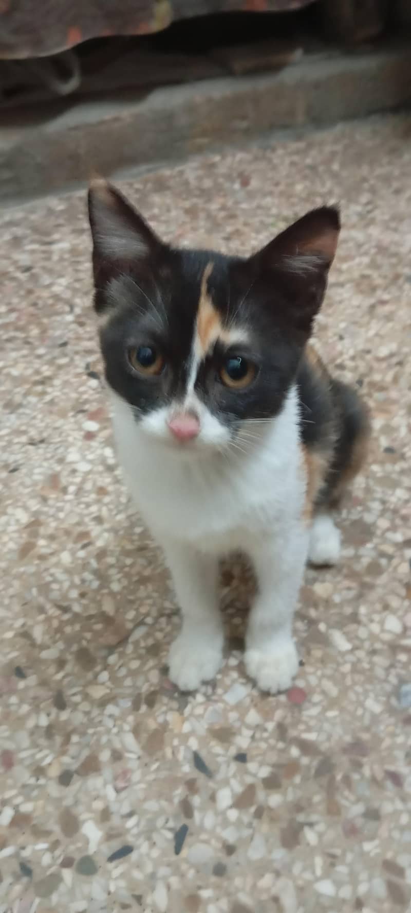 Persian cat 1