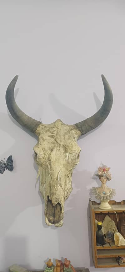 Selling REAL YAK skull
