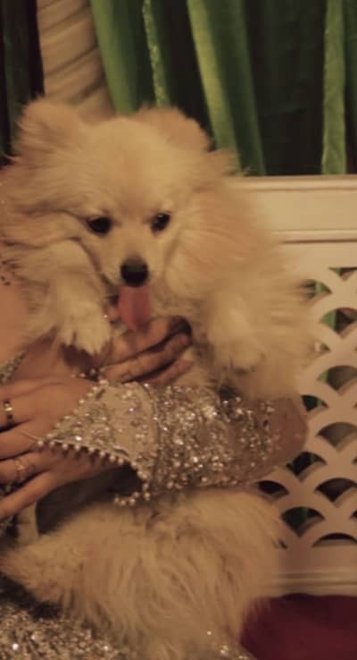 Pomeranian Puppy