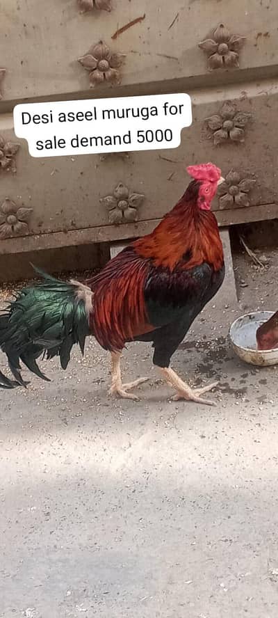 aseel 1 murga 2 aseel murgiyan set rate mein kami peshi ho jayegi