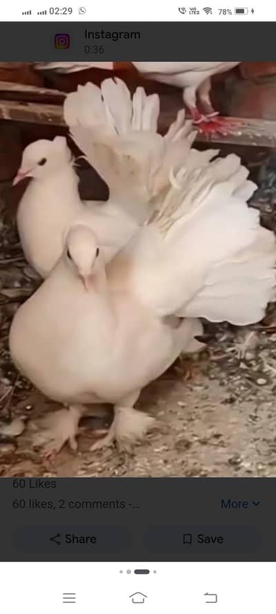 lakka pigeon
