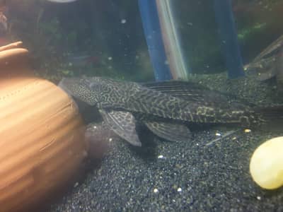 Molly Fish & Pleco Fish