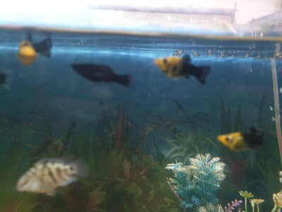 Molly Fishes