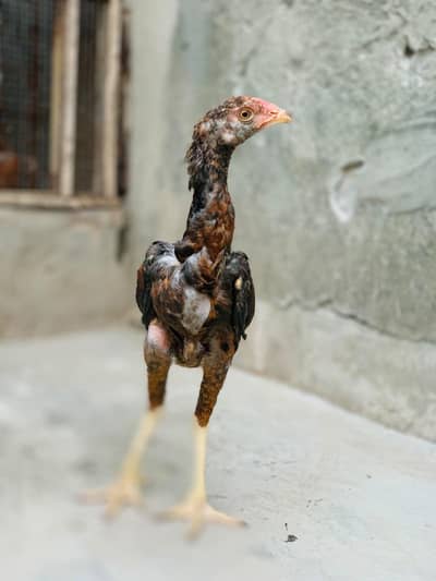 Aseel Amroha chicks for sale