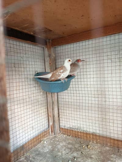 laky kabootar and dove