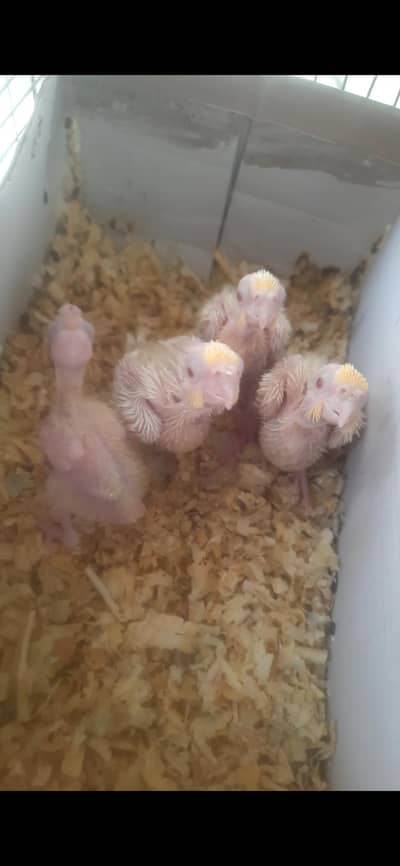 Cream Cocktails chicks