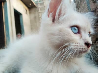 Persian white cat / playfull active