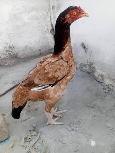 outclass pakka laka jorha for sale h