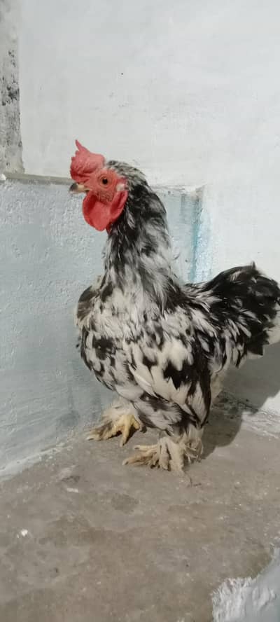Bantam murga for sale home breed urgent for sale