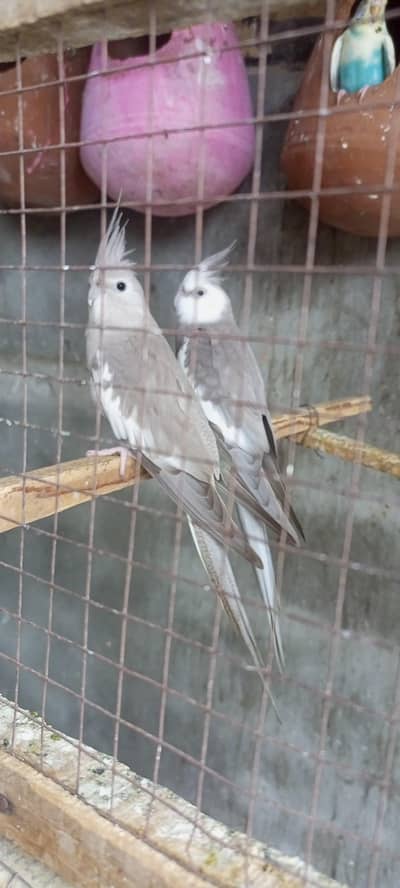 charcoal white face silver color