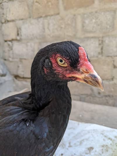 Aseel Best Quality Maadi for sale