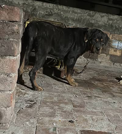 Rottweiler Bitch