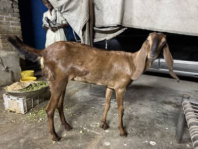 Nagra Bakri hai abhi fresh 2 Dant howy hai