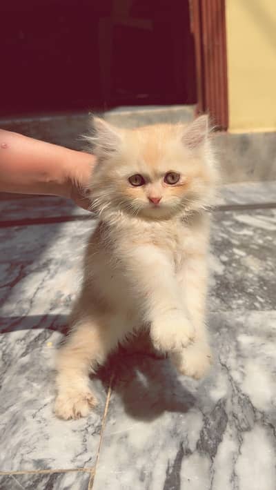 Cute persian kitten (pair) grey and brown