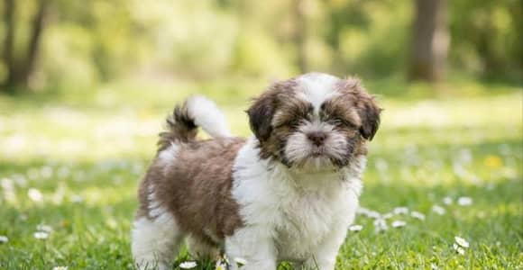 shih tzu male dog