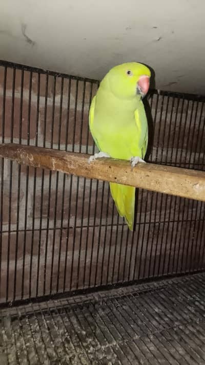 face to face talking female for sale 03143275503