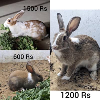 Cute and beautiful Rabbits