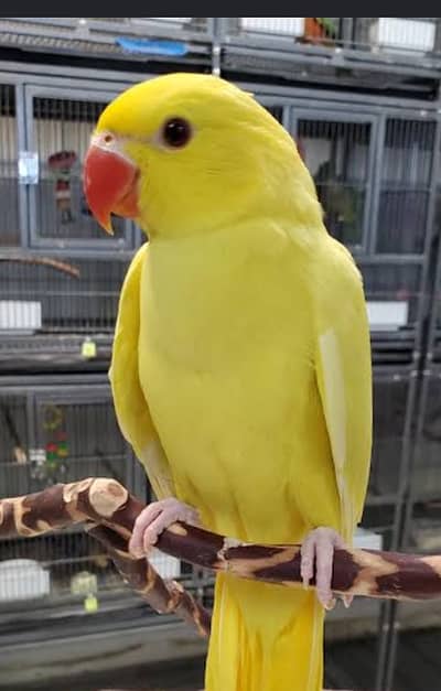 Yellow ringneck age 4 month available