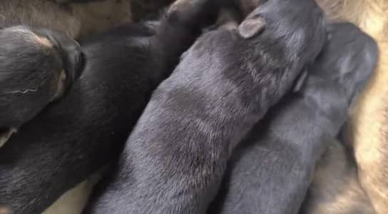 100%orginal puppies withgranti any one interest contact 03715630091