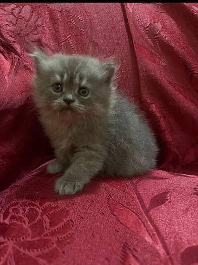 Persian kitten