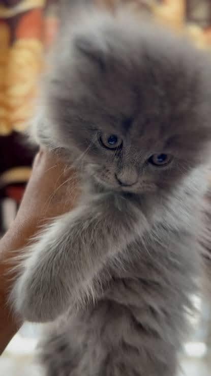Persian kitten 1