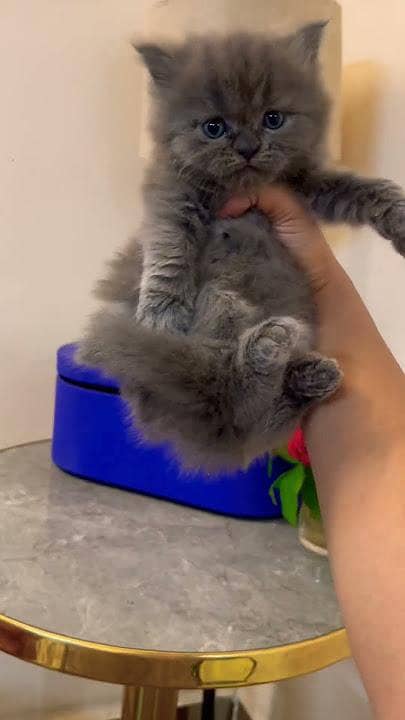 Persian kitten 3