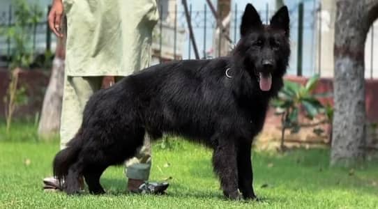 German shepherd pedigree male