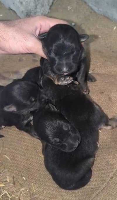 for sale German pupies 100%original contact me what'spp03715630091